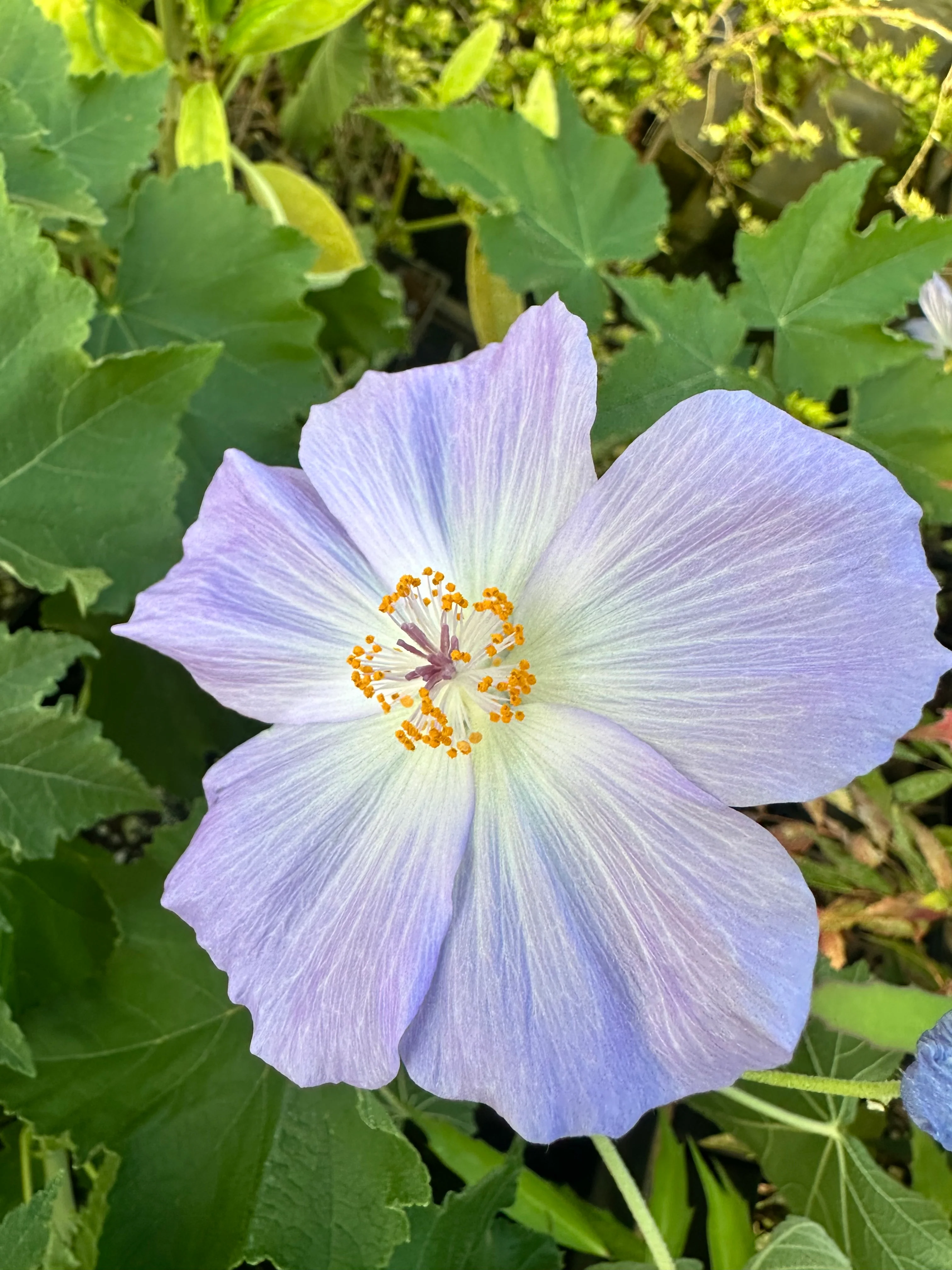 Shop All Mail Order Plants