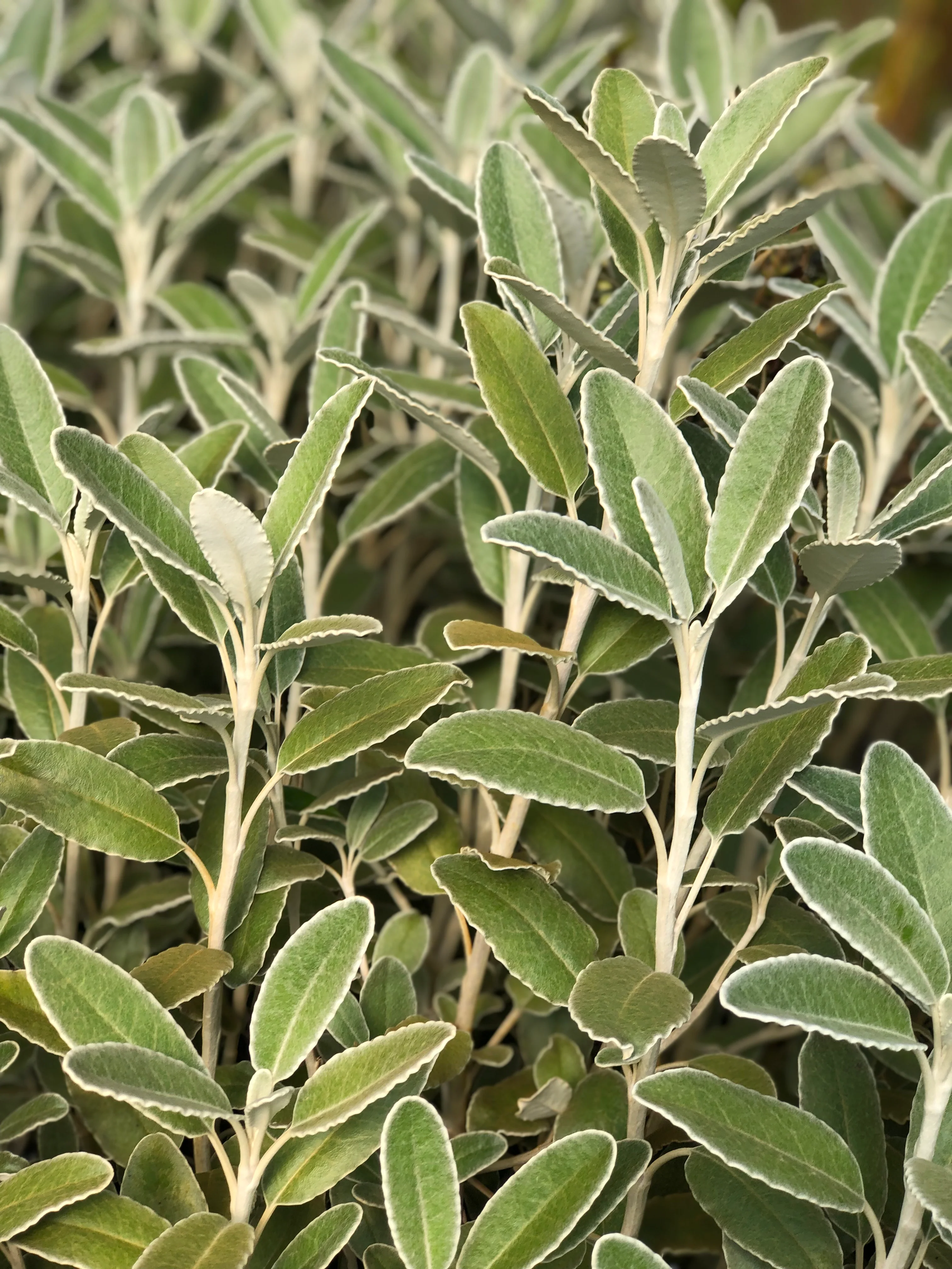 Plants for Part Sun/Shade