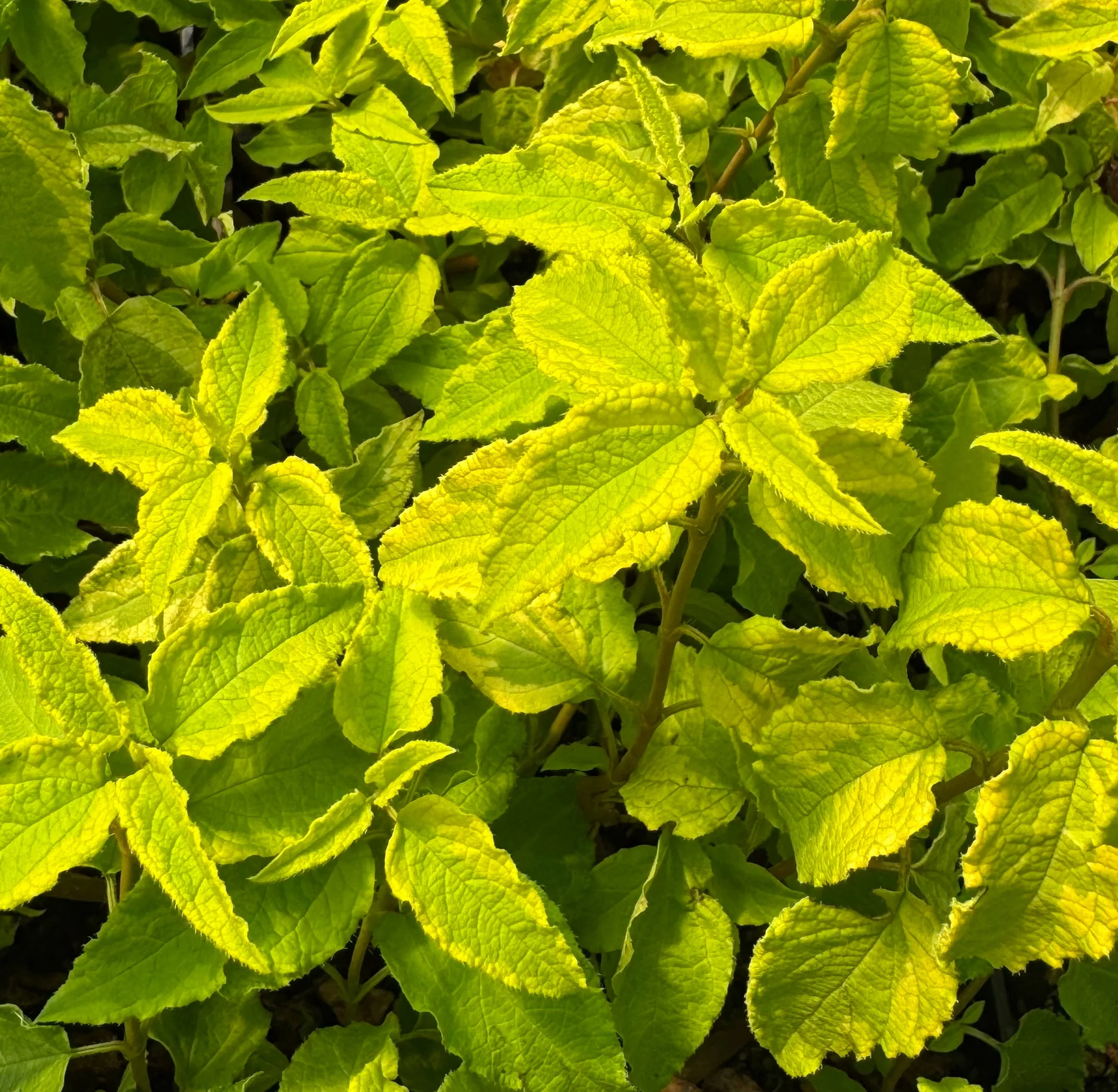 Plants for Full Sun