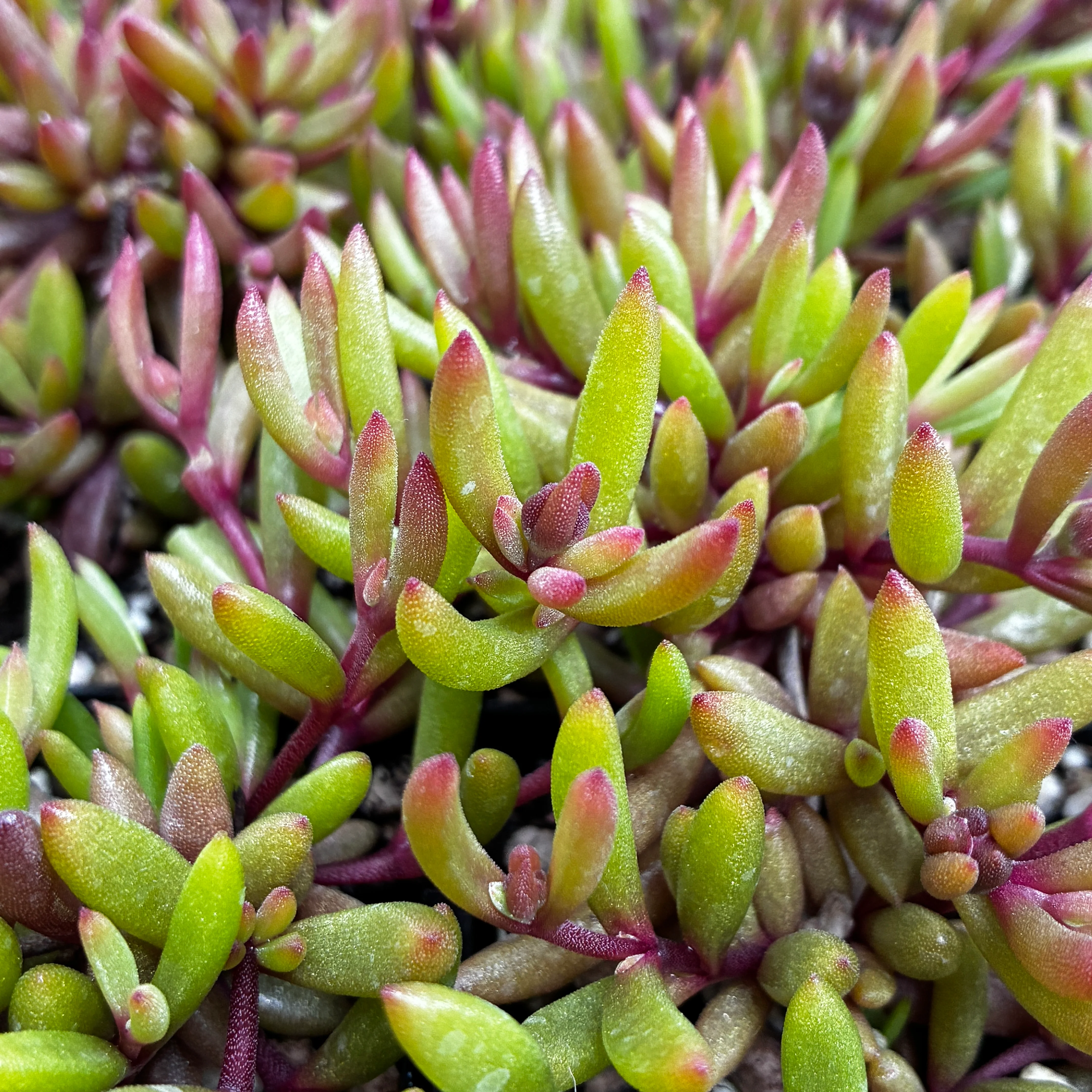 Retail Nursery Plants